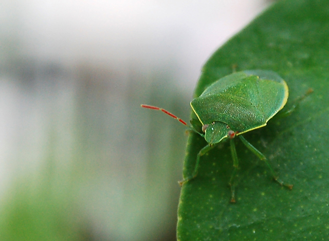 Pentatomidae: Acrosternum heegeri